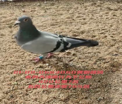 �������¹����İ�7������765Ӯһ��