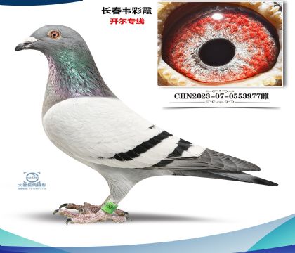 ����ר�ߣ�����Τ��ϼ��