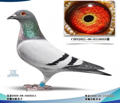 ���־��ܽ�ͷ