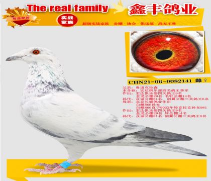 ��³������ɭ141��