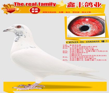 ��³������ɭ655��