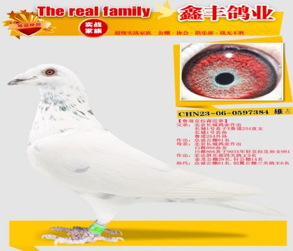 ��³������ɭ384��