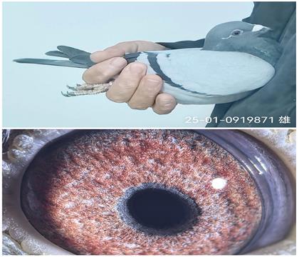 25-01-0919871�ɸ�