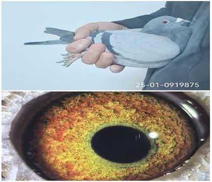 25-01-0919875�����Ҳ�Ĭ��