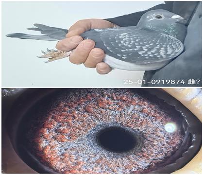 25-01-0919874��ŷ�߿�