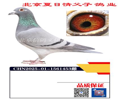 �¹�������1453