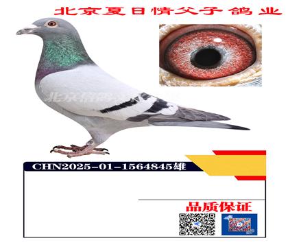 ˧����������4845