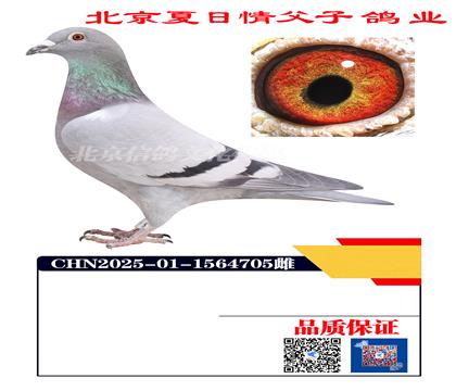 �ն�÷˹Xɣ��ʿ4705