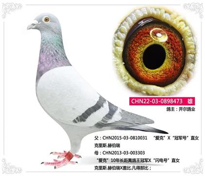 开尔鸽业-----克里斯.赫伯瑞473 雄