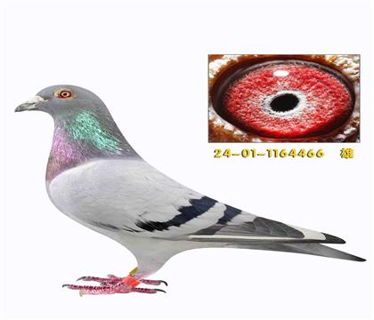 ���ǿ��շ����䱣ʱ����������Ů����466