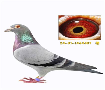 �Ͽ˷��ǲ�������401