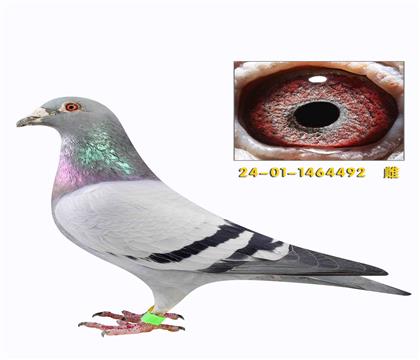 ���ǿ��յ������ɶ�ʿֱ������492