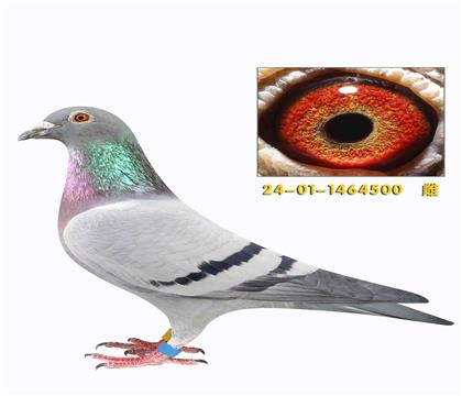 ����003�䷲�ǲ���006���׻�Ѫ����500