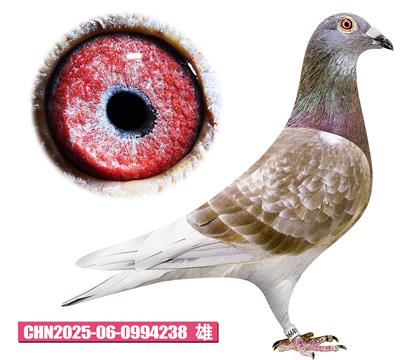 范登布克-好红先生238