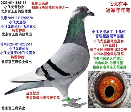 �������ɸ�