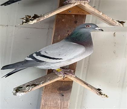 �Ǳ�X���ɭ�ھ�