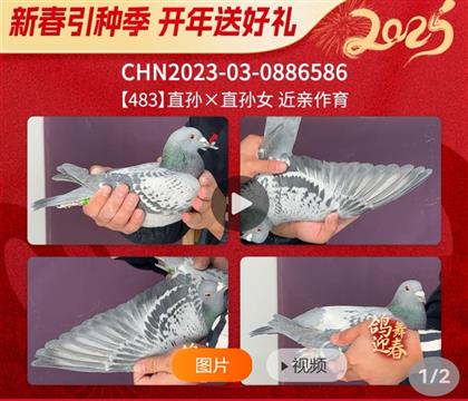 ������483ֱ��Xֱ��Ů����������586