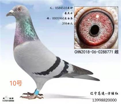 �������̺죺�ڳϹ������518��