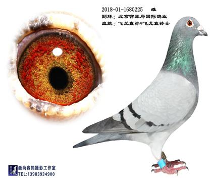 �������������ɸ����225