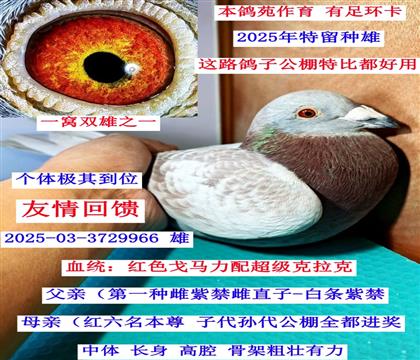 ������ֱ�ӣ�һ��˫��֮һ��