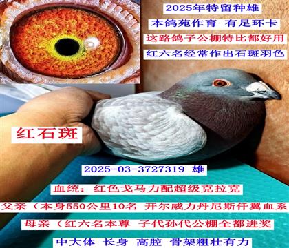 ������ֱ�ӣ�ʯ���ۣ�