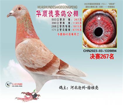 ��˳�¾���267��