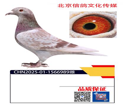 �й��� ��ķѦ989