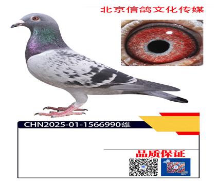 �й��� ��ķѦ990