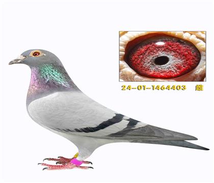 ���ǿ��ո�������403