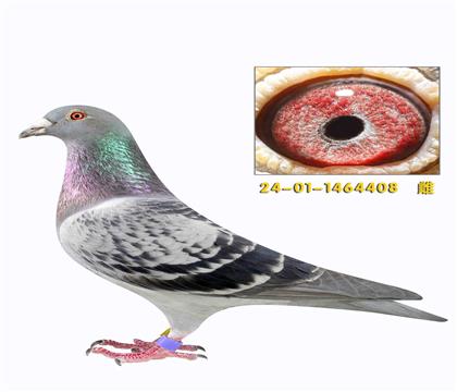 ���ǿ��ո�������408