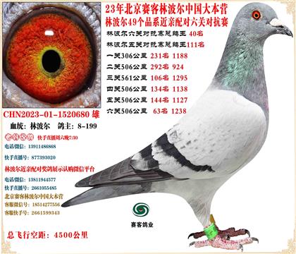 23�ֲ����й���Ӫ���׻�Ѫ���ظ���40��