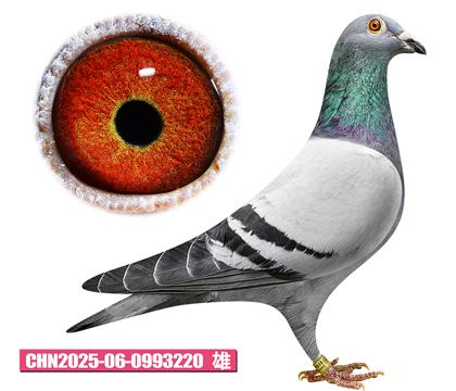 �Ǳ�-�����220