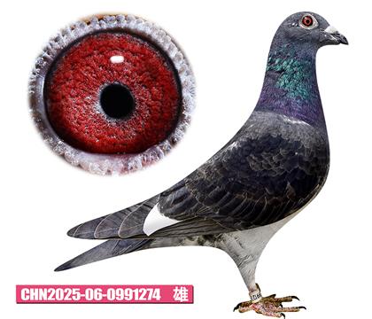 ��˹��ɭ-��������274