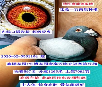 �߼�����-����ڹ���597��