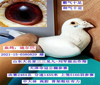 �϶��Ͱ׻���