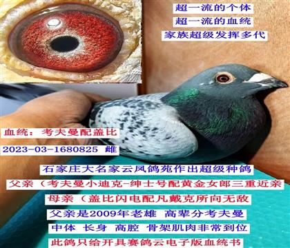 �����ִƣ���������Ǳȣ�