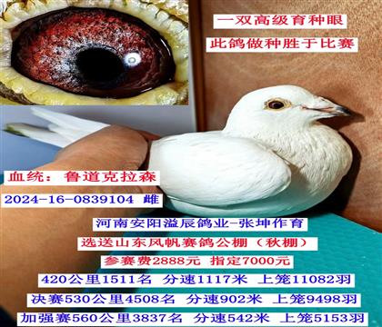 ³���״�-ɽ���緫����鳲