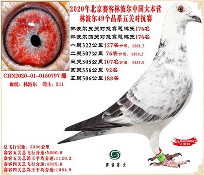 20�ֲ����й���Ӫ���׻�Ѫ��ظ���176����21����36��