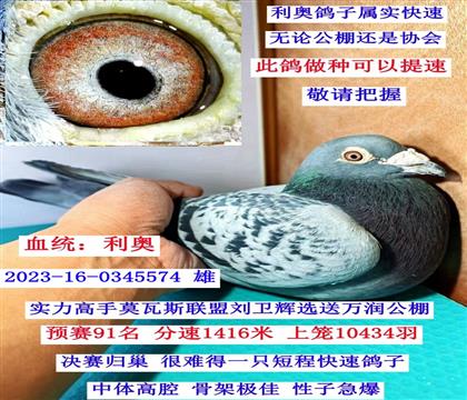 ������Ԥ������91�������£�