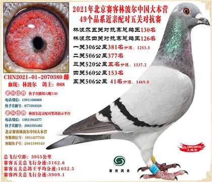 21�ֲ����й���Ӫ���׻�Ѫ��ظ���130��