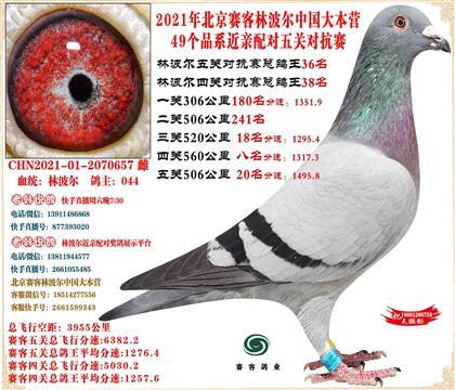 21�ֲ����й���Ӫ���׻�Ѫ�Ĺظ���36���Ӵ�24����21��