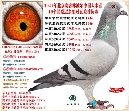 21�ֲ���������ظ���15����24����8����24����37��