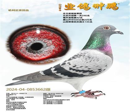 �������׻�Ѫ