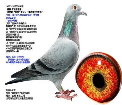 ��������������ֱ�ӡ�����ʱ��911ֱ�