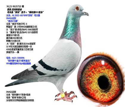 ��������������ֱ�ӡ�����ʱ��911ֱ�