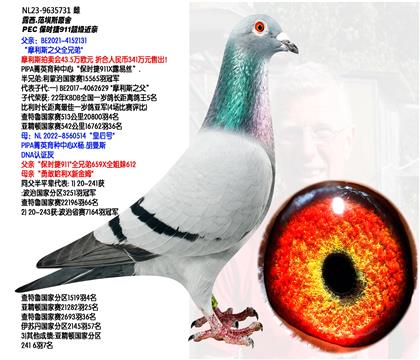 PEC ��ʱ��911��������