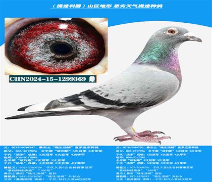 (恶劣天气 吃苦耐劳) 桑杰士多关赛首推种鸽