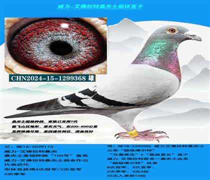 (恶劣天气 吃苦耐劳) 桑杰士多关赛首推种鸽