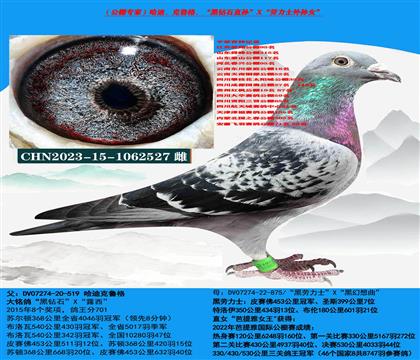 (公棚专家)哈迪克鲁格超级种母