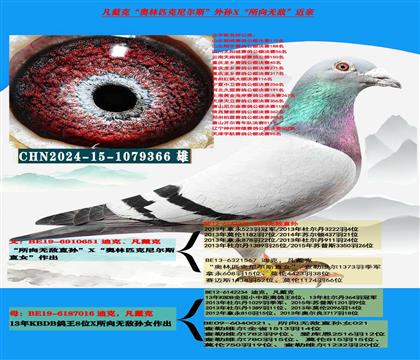 (公棚多关赛首推)凡戴克所向无敌速度种鸽